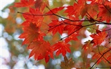 Leaves HD Wallpapers Album #36