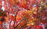 Leaves HD Wallpapers Album #40