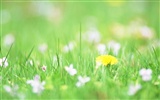 Soft Focus Flower Wallpaper #4