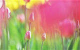 Soft Focus Flower Wallpaper #5