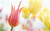 Soft Focus Flower Wallpaper #7