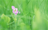 Soft Focus Flower Wallpaper #9