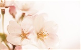 Soft Focus Flower Wallpaper #15