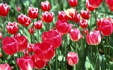 Tulip HD Wallpapers Album