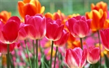 Tulip HD Wallpapers Album #4