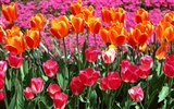 Tulip HD Wallpapers Album #7