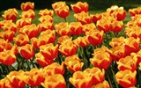 Tulip HD Wallpapers Album #8