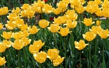 Tulip HD Wallpapers Album #13