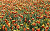 Tulip HD Wallpapers Album #15