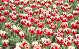 Tulip HD Wallpapers Album #19