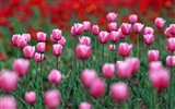 Tulip HD Wallpapers Album #20