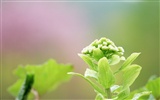 山花爛漫壁紙專輯 #2