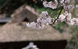 Kyoto, Japón, Fondos de Paisaje #15