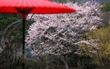 Kyoto, Japon, Fonds d'écran Paysage #16