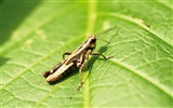 곤충의 특징 (2) #3