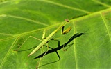 곤충의 특징 (2) #9