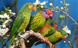 HD Wallpapers Birds Photo