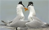 HD Wallpapers Birds Photo #4