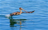 HD Fondos de Aves de fotos #7