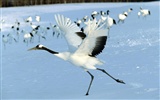 HD Wallpapers Birds Photo #8