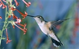 Fonds d'écran HD Photo Oiseaux #22