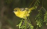 Fonds d'écran HD Photo Oiseaux #26