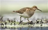 Fonds d'écran HD Photo Oiseaux #28