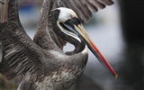 Fonds d'écran HD Photo Oiseaux #31