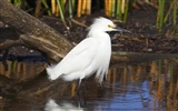 Fonds d'écran HD Photo Oiseaux #38