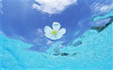 Malediven Wasser und blauer Himmel #12