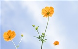 Wildflower Desktop Wallpaper #7