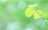 Fresh green leaf wallpaper (1) #4