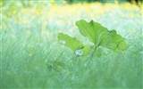 Fresh green leaf wallpaper (1) #6