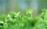 Fresh green leaf wallpaper (1) #12