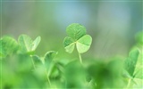 Fresh green leaf wallpaper (1) #13