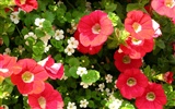 Beautiful Flowers wallpaper (1) #10