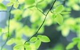 Fresh green leaf wallpaper (2)