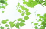 신선한 녹색 잎의 벽지 (2) #5