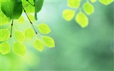 Čerstvé zelené listy tapetu (2) #6