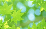 Frescas hojas de papel tapiz verde (2) #7