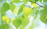 Fresh green leaf wallpaper (2) #8