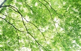 Frescas hojas de papel tapiz verde (2) #12