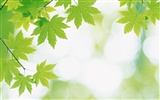 Frescas hojas de papel tapiz verde (2) #14