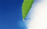 Fresh green leaf wallpaper (2) #15