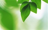 Fresh green leaf wallpaper (2) #19