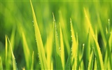 Fresh green leaf wallpaper (2) #20