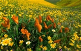 Beautiful Flowers wallpaper (2) #6