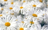 Beautiful Flowers wallpaper (2) #7599