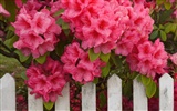 Beautiful Flowers wallpaper (2) #37