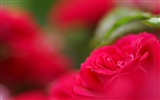 燦爛花朵特寫壁紙 #3